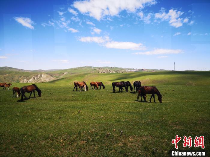 距离北京最近的内蒙古草原迎来旅游季：在鲜花草原清凉一夏
