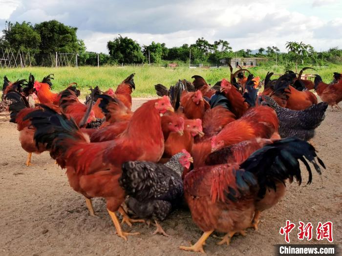 广东侨乡台山“阉鸡”造就家常美味